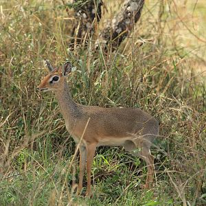 Kirk's dik-dik - Serengeti (September 2018)