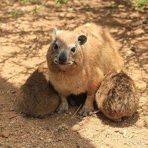 Rock hyrax - Serengeti (September 2018)