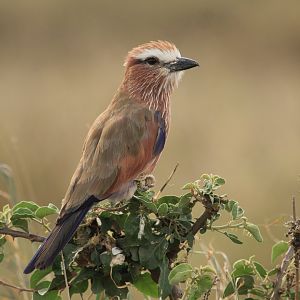 Purple Roller - Serengeti (September 2018)