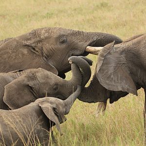 Elephant familiy - Serengeti (September 2018)