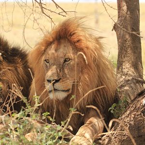 Lions - Serengeti (September 2018)