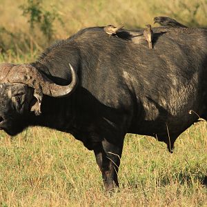 African Buffalo - Serengeti (September 2018)