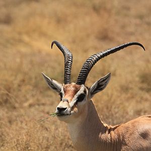 Grant‘s gazelle - Serengeti (September 2018)
