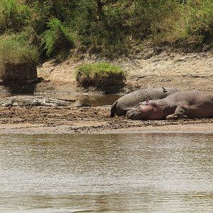 Hippos and Crocodile - Serengeti (September 2018)