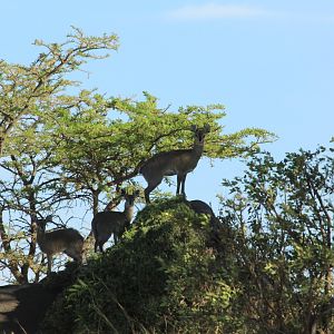 Klipspringers - Serengeti (September 2018)