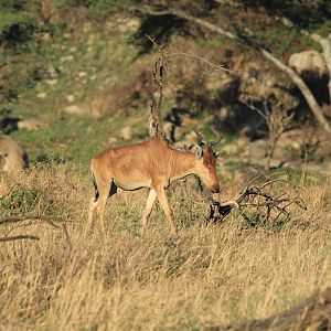 Hartebeest - Serengeti (September 2018)