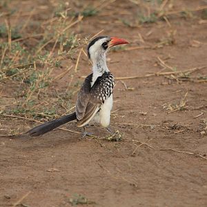 Red-billed hornbill - Serengeti (September 2018)