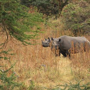 Black Rhino with child - Ngorongoro (September 2018)
