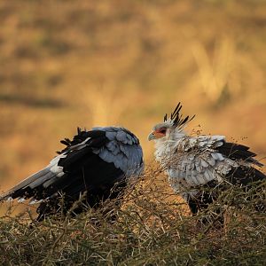 Secretary birds - Ngorongoro (September 2018)