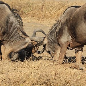 Brindleg Gnus fighting - Ngorongoro (September 2018)