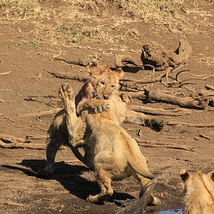Young lions fighting - Ngorongoro (September 2018)