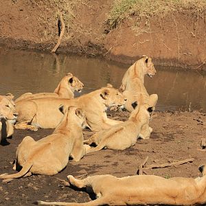 Lion family - Ngorongoro (September 2018)