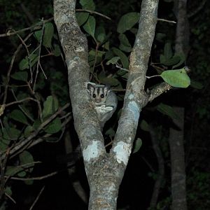 Sugar Glider (Petaurus breviceps ariel)