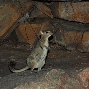 Monjon (Petrogale burbidgei)