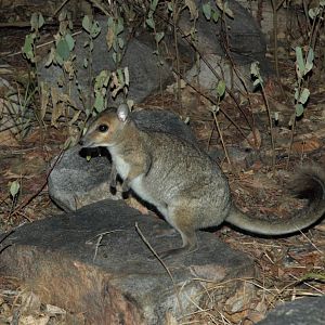 Monjon (Petrogale burbidgei)