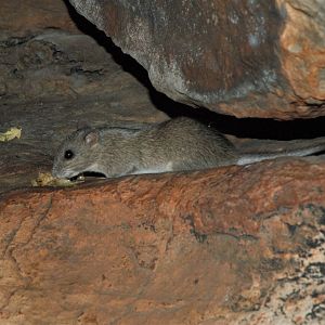 Kimberley Rock-rat (Zyzomys woodwardi)