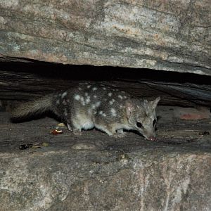 Northern Quoll (Dasyurus hallucatus)