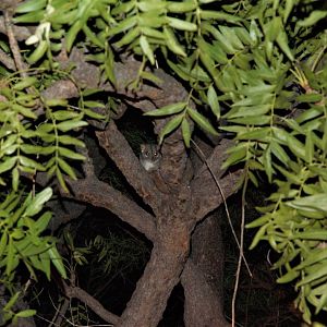 Rock Ringtail Possum (Petropseudes dahli)