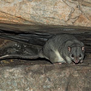 Scaly-tailed Possum (Wyulda squamicaudata)