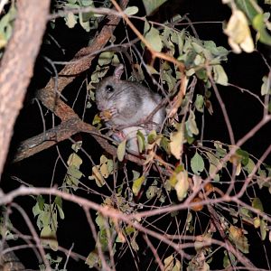 Golden-backed Tree-rat (Mesembriomys macrurus)
