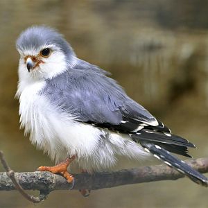 African pygmy-falcon