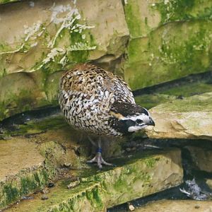 Northern bobwhite