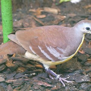 Cinnamon ground-dove