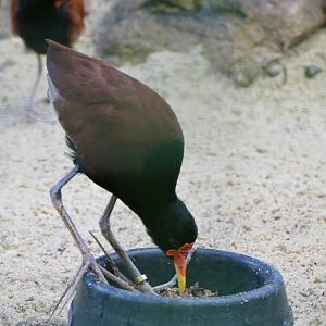 Wattled jacana