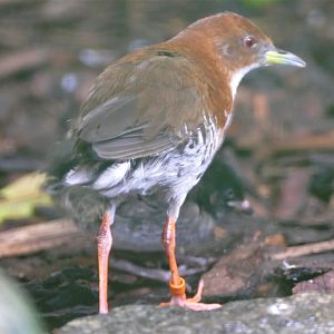 Red-and-white crake with juvenile