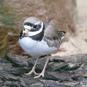 Common ringed plover
