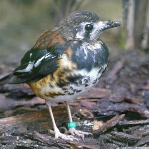 Chestnut-backed ground-thrush