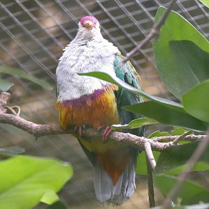 Beautiful fruit-dove