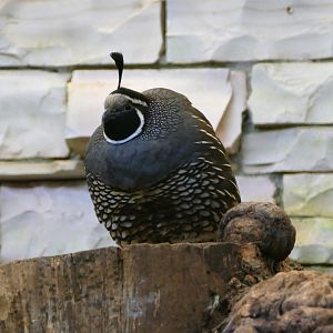 Californian quail