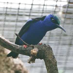 Red-legged honeycreeper