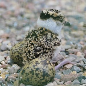 Very young Crowned lapwing