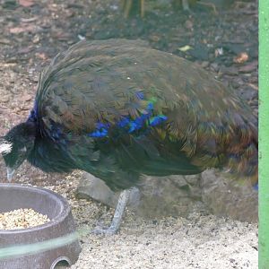 Congo peafowl