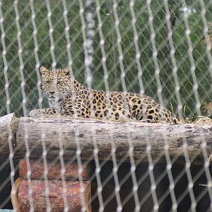 Amur leopard