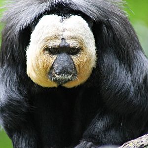 White-faced saki