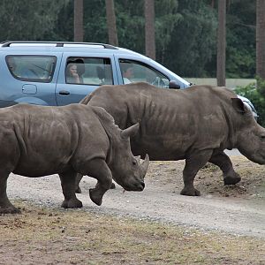 White rhinos