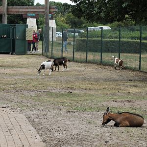 Goats | Petting zoo