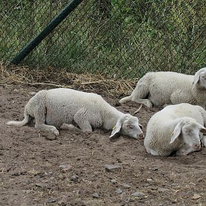 Sheep | Petting Zoo