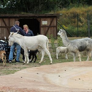 Mixed animals | Petting Zoo
