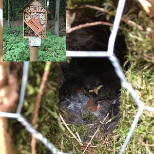 Birdnest in insect hotel