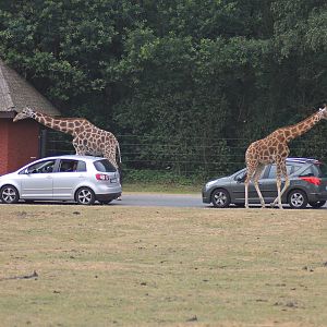Safari by car