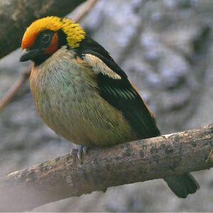 Flame-faced tanager