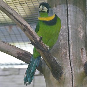 Fire-tufted barbet