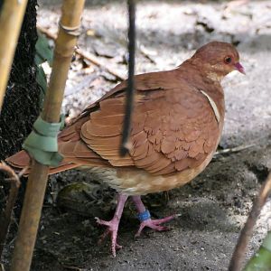 Ruddy quail-dove