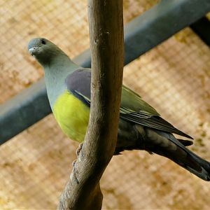 Bruce's green pigeon