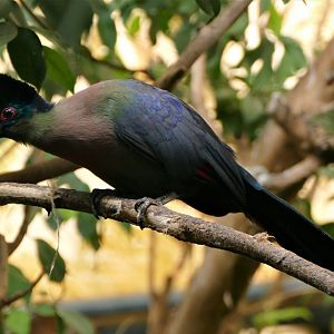 Purple-crested turaco