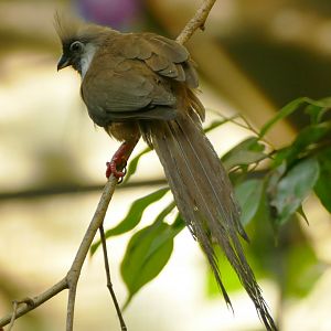 Speckled mousebird